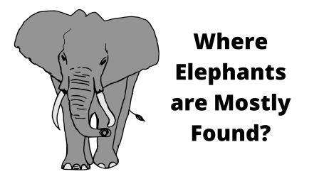 where are elephants and one horned rhinoceros mainly found