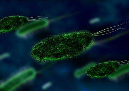which pathogen causes kala azar in man