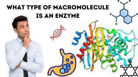 what type of macromolecule is an enzyme